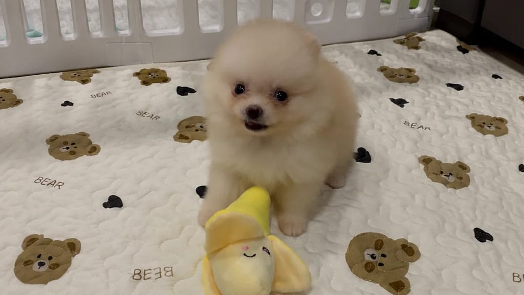 곰돌이 패턴 매트 위에서 바나나 인형과 함께 있는 아기 포메라니안 Money